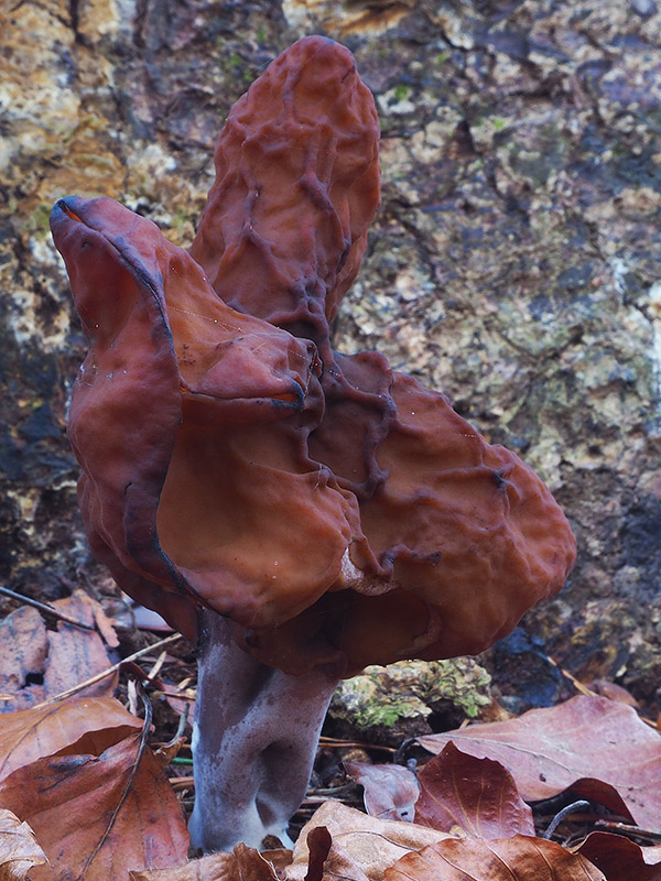 ušiak mitrovitý Gyromitra infula (Schaeff.) Quél.