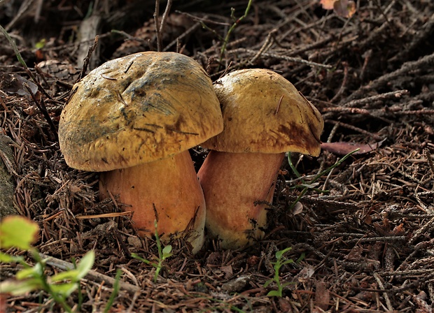 hríb zrnitohlúbikový odfarbený Neoboletus xanthopus (Quél.) Krieglst.