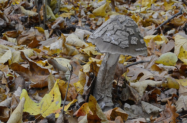 muchotrávka chrastavá Amanita ceciliae (Berk. & Broome) Bas