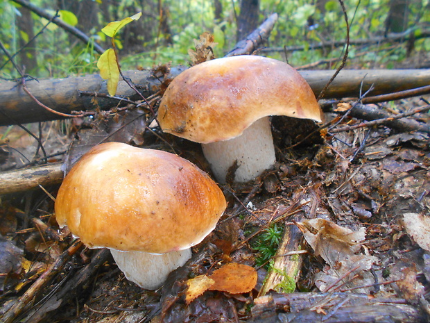 hríb smrekový Boletus edulis Bull.