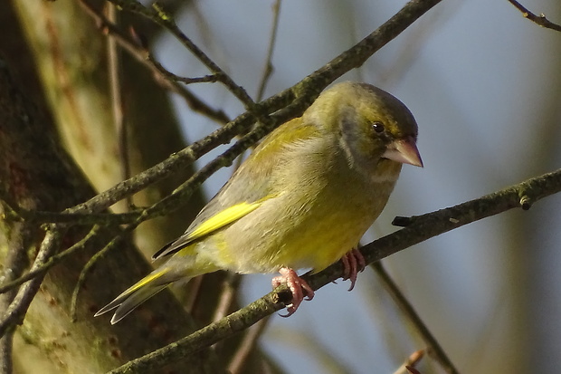 stehlík zelený Carduelis chloris