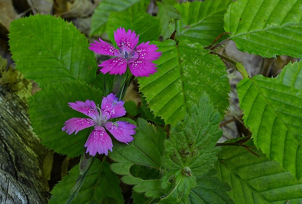 klinček slzičkový Dianthus deltoides L.