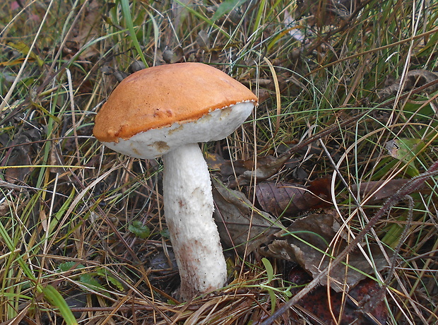 kozák osikový Leccinum albostipitatum den Bakker & Noordel.