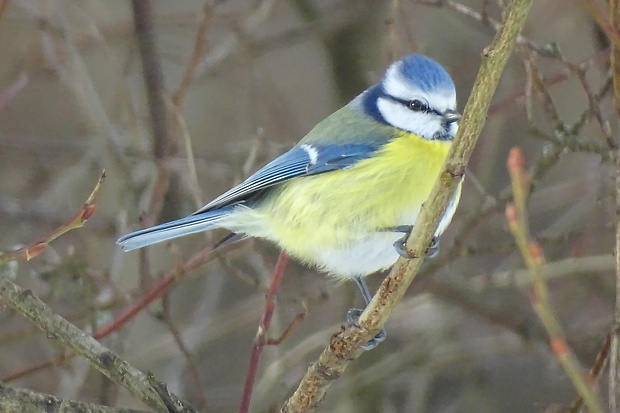 sýkorka belasá Parus caeruleus