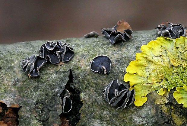 dutinovka Sclerencoelia sp.