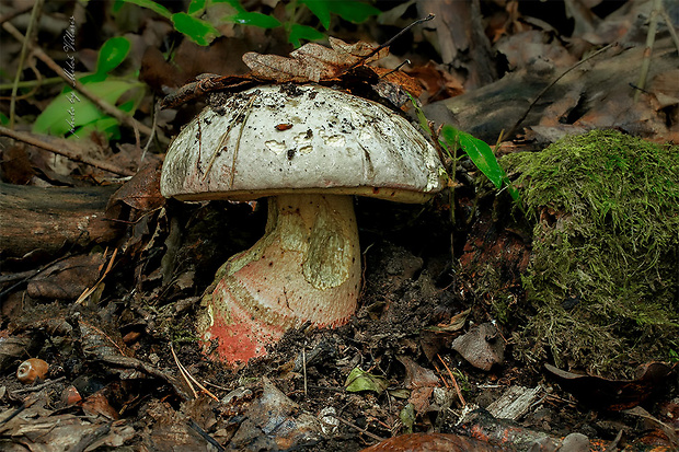 hríb satanský Rubroboletus satanas f. satanas (Lenz) Kuan Zhao & Zhu L. Yang