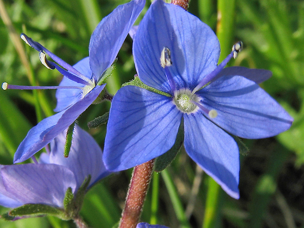 veronika zubatá Veronica austriaca L.