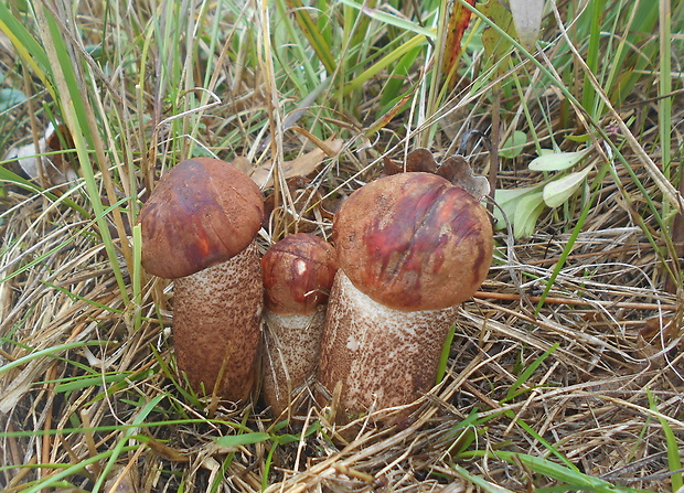 kozák dubový Leccinum aurantiacum (Bull.) Gray