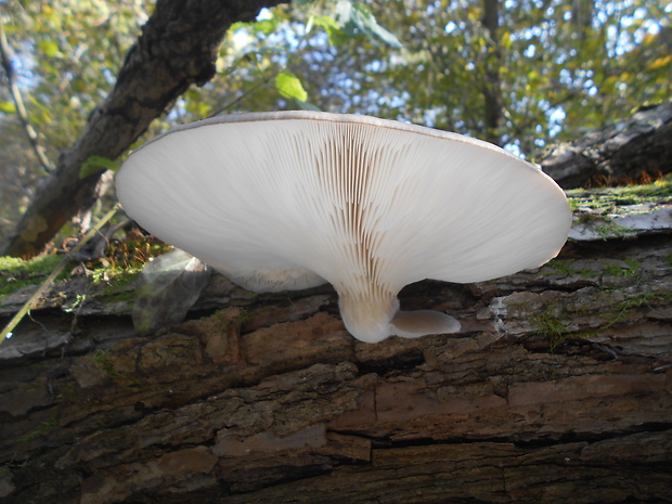 hliva ustricovitá Pleurotus ostreatus (Jacq.) P. Kumm.