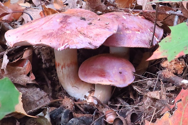 pavučinovec fialovookrajový svetlý Cortinarius balteatocumatilis var. laetus (Mos.) Mos. ex Quadr. 1985