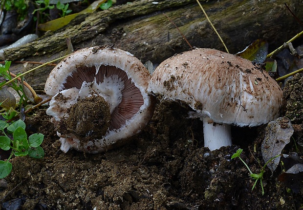 pečiarka Agaricus cupreobrunneus (Jul. Schäff. & Steer) Pilát