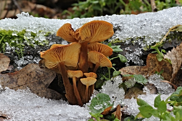 plamienka Flammulina sp.