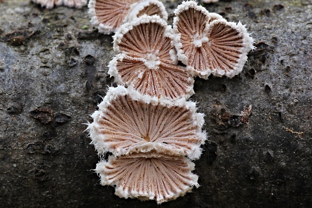 klanolupeňovka obyčajná Schizophyllum commune Fr.