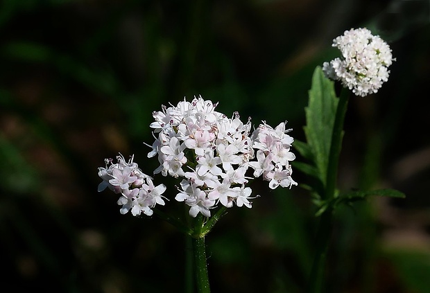 valeriána celistvolistá Valeriana simplicifolia (Rchb.) Kabath.
