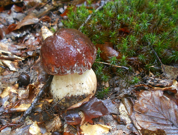 hríb sosnový Boletus pinophilus Pil. et Dermek in Pil.