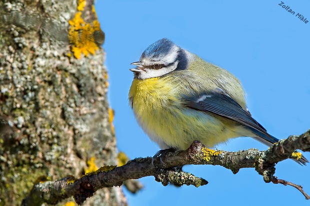 sýkorka belasá Cyanistes caeruleus