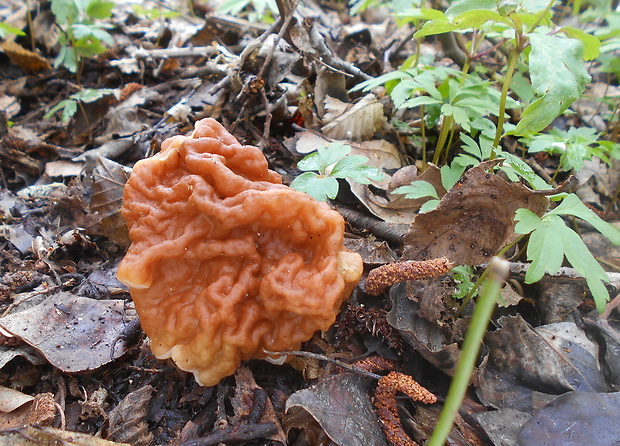 ušiak obrovský Gyromitra gigas (Krombh.) Cooke