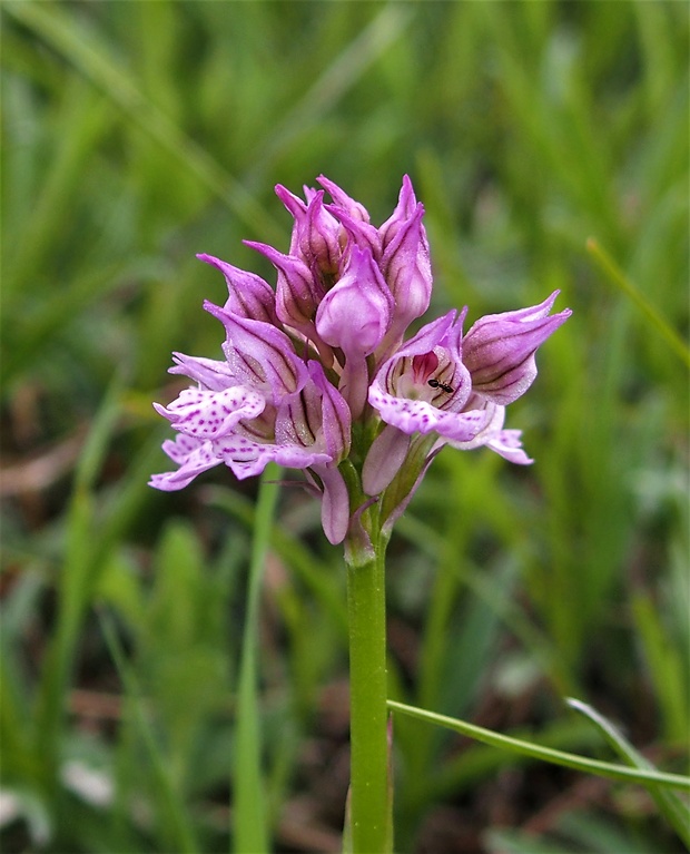 neotinea trojzubá Neotinea tridentata (Scop.) R. M. Bateman, Pridceon et M. W. Chase