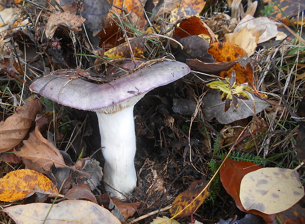 plávka Russula sp.