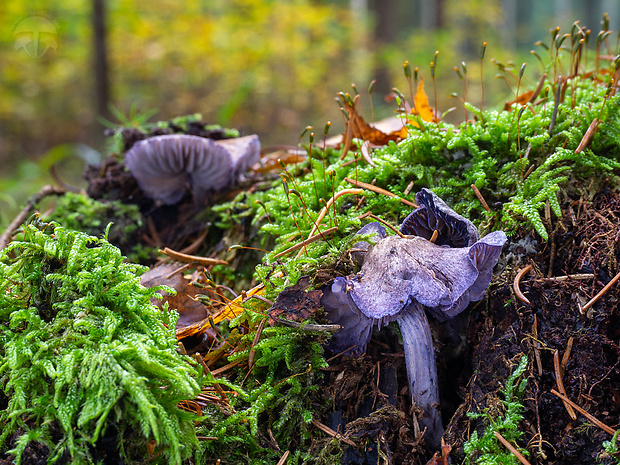 hodvábnica fialovomodrá Entoloma euchroum (Pers.) Donk