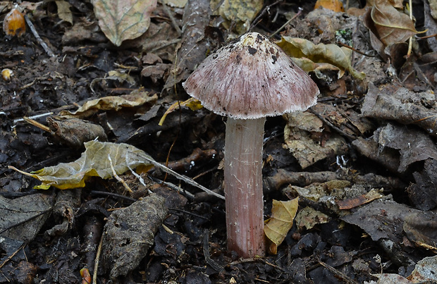 vláknica vínovohnedá Inosperma adaequatum (Britzelm.) Matheny & Esteve-Rav.