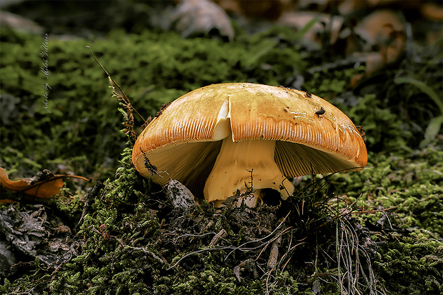 muchotrávka cisárska Amanita caesarea (Scop.) Pers.