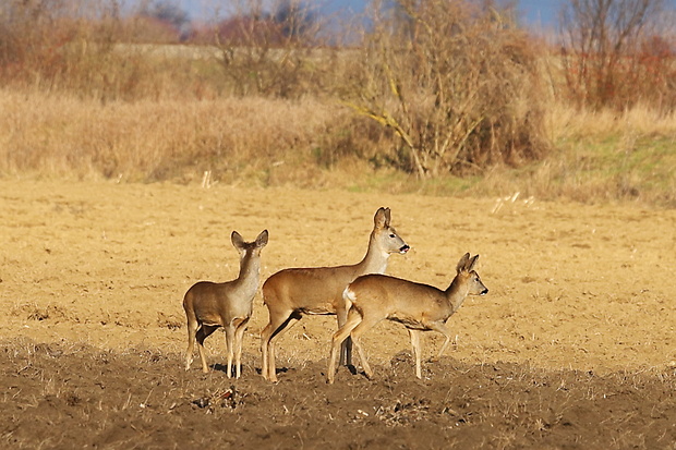 srnky Capreolus capreolus