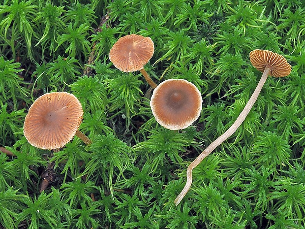 pavučinovec Aurin Cortinarius aurae Niskanen & Liimat.