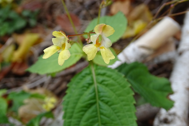 netýkavka malokvetá Impatiens parviflora DC.