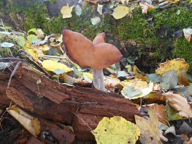 ušiak mitrovitý Gyromitra infula (Schaeff.) Quél.