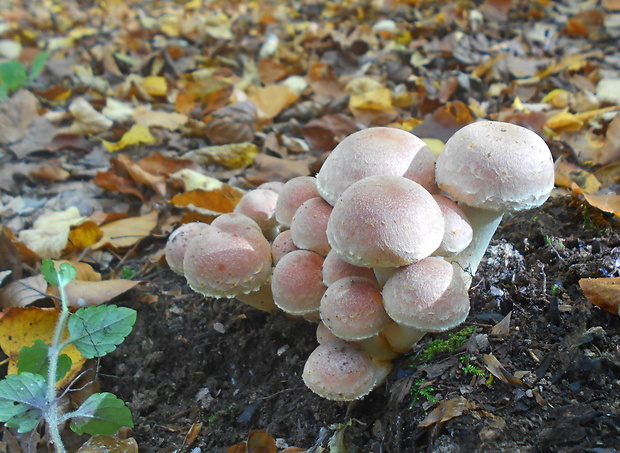 strapcovka tehlovočervená Hypholoma lateritium (Schaeff.) P. Kumm.