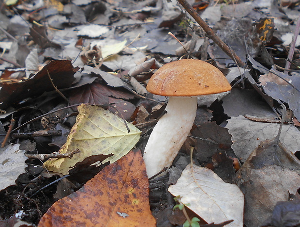 kozák osikový Leccinum albostipitatum den Bakker & Noordel.