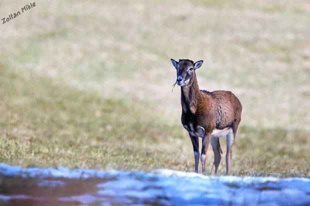 muflón lesný Ovis aries musimon