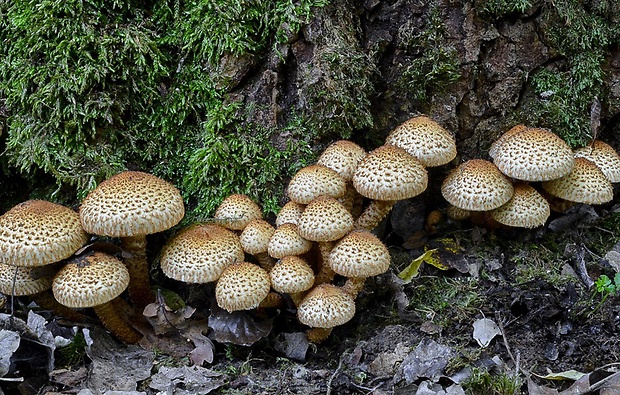 šupinovka šupinatá Pholiota squarrosa (Vahl) P. Kumm.