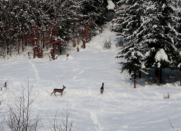 srna lesná  Capreolus capreolus