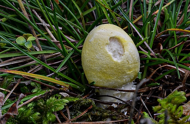 vločkovka žltozelená Floccularia luteovirens (Alb. & Schwein.) Pouzar