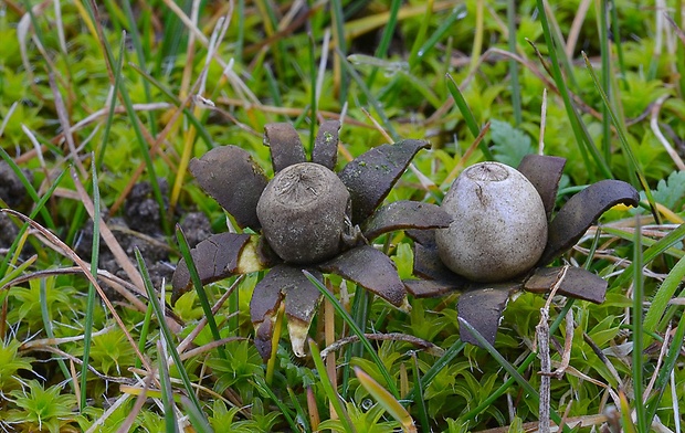 hviezdovka maďarská Geastrum hungaricum Hollós