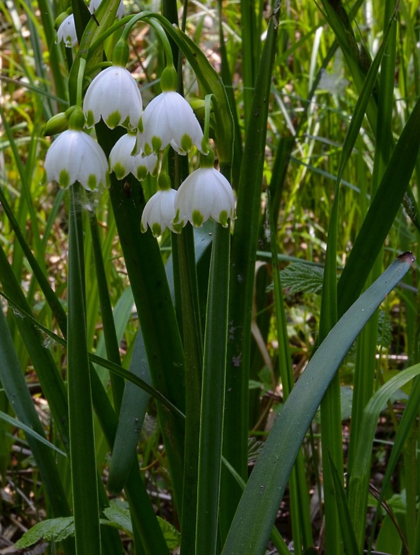 bleduľa letná Leucojum aestivum L.