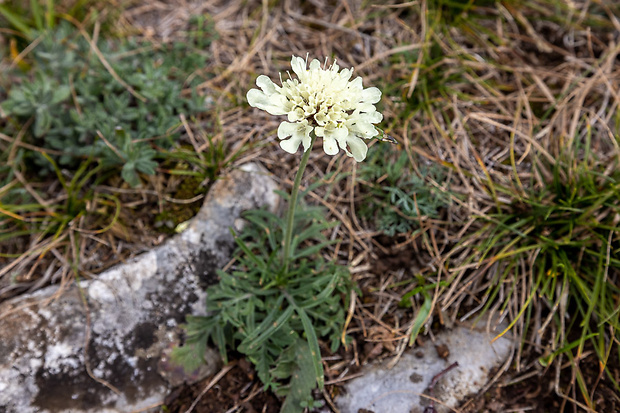 hlaváč žltkastý Scabiosa ochroleuca L.