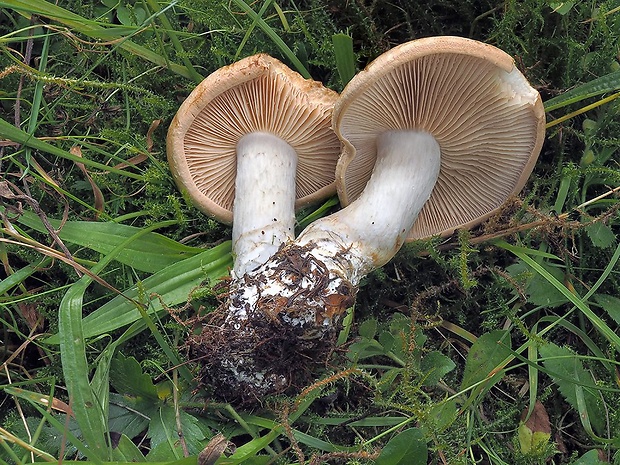 pavučinovec hnedoškvrnitý Cortinarius balteatoalbus Rob. Henry