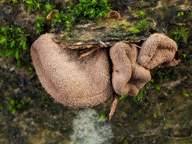 dutinovka otrubnatá Encoelia furfuracea (Roth) P. Karst.