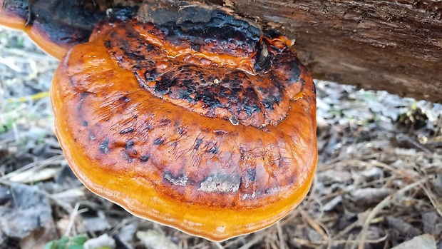 práchnovček pásikavý Fomitopsis pinicola (Sw.) P. Karst.