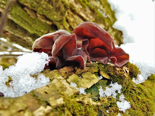 uchovec bazový Auricularia auricula-judae (Bull.) Quél.