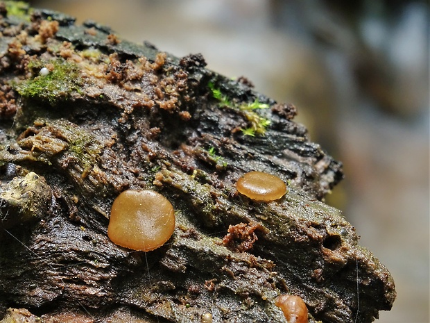 hrubatka Babingtonova Adelphella babingtonii (Berk. & Broome) Pfister, Matočec & I. Kušan