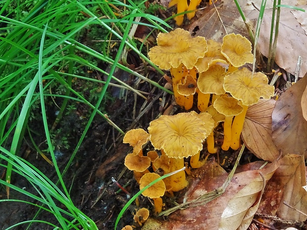 kuriatko žltohnedé Cantharellus lutescens Fr.