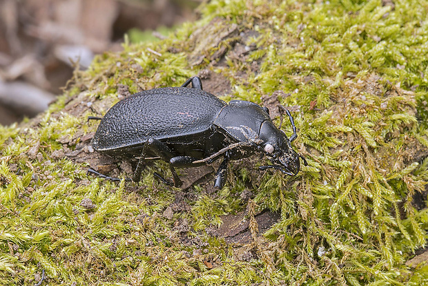 bystruška kožovitá  Carabus coriaceus