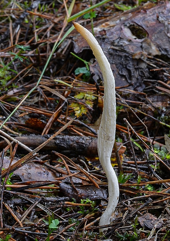 konárovka vráskavá Clavulina rugosa (Bull.) J. Schröt.