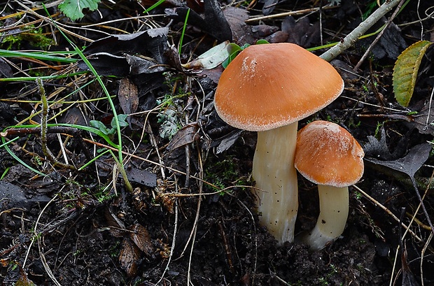 lúčnica statná Cuphophyllus pratensis (Fr.) Bon