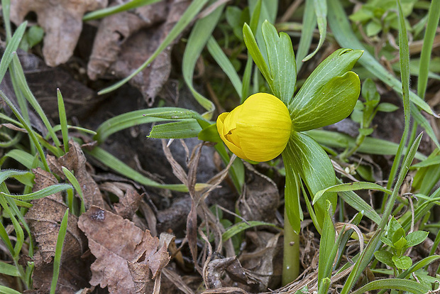 tavolín zimný Eranthis hyemalis (L.) Salisb.