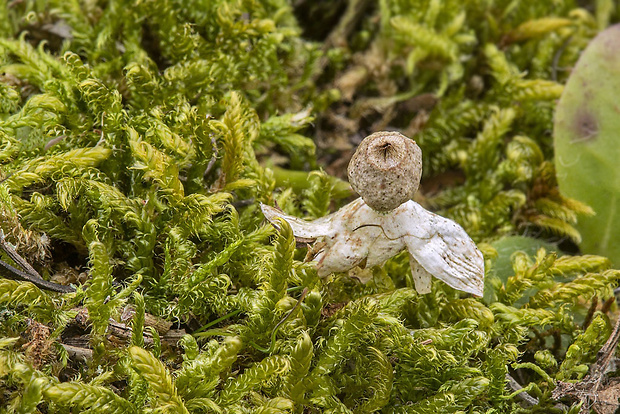 hviezdovka Geastrum sp.